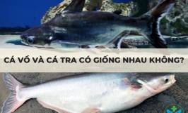 Cá vồ và cá tra có giống nhau không?
