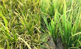 Nguyên nhân và cách điều trị các bệnh hại lúa thường gặp 