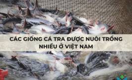 Các giống cá tra được nuôi trồng nhiều ở Việt Nam