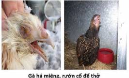 Các loại bệnh trên gà bà con cần chú ý trong chăn nuôi