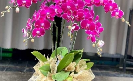 Các loại hoa lan đẹp, dễ trồng, phổ thông nhất hiện nay