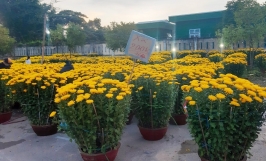 Các loại hoa tết đẹp, dễ trồng, mang nhiều ý nghĩa tốt 