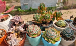 Các loại sen đá phổ thông được chuộng trồng nhiều nhất hiện nay