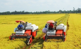 Tìm hiểu các vụ gieo trồng trong năm của cây lúa ở các vùng 