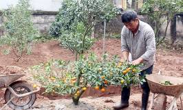 Hướng dẫn cách trồng và cách chăm cây quất sau tết tại nhà đơn giản 