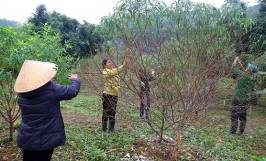 Cách chăm hoa đào nở đúng dịp tết