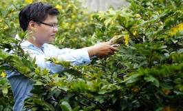 Cách chăm hoa mai nở đúng tết nguyên đán 2023