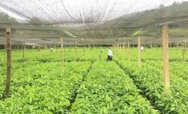 Cách chăm sóc cây quế trong vườn ươm để cây phát triển nhanh, khỏe mạnh 