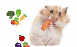 Mách bạn cách cho chuột hamster ăn giúp chuột luôn béo ú, khỏe mạnh