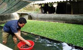 Cách chống rét cho ốc nhồi hiệu quả