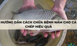 Hướng dẫn cách chữa bệnh nấm cho cá chép hiệu quả
