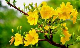 Cách định giá cây mai vàng chính xác nhất 