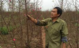 Cách kích hoa đào nở đúng tết vô cùng hiệu quả 