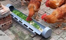 Cách làm máng ăn cho gà bằng ống nhựa đơn giản, tiết kiệm