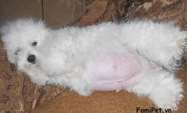 Bổ sung dinh dưỡng cho chó poodle mang thai như thế nào?