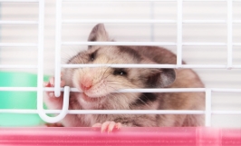 Cách nhận biết chuột hamster bị stress và các biện pháp xử lý
