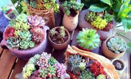Cách nhân giống sen đá dễ dàng tại nhà