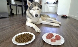 Cách nuôi chó Husky Siberian chi tiết cho người mới bắt đầu nuôi