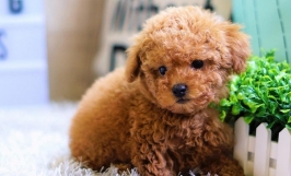 Chia sẻ cách nuôi chó poodle cảnh khỏe mạnh, thông minh