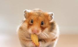 Mách bạn cách nuôi chuột hamster béo ú cho người mới