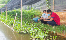 Bật mí cách nuôi ốc nhồi hiệu quả, cơ bản bà con tham khảo