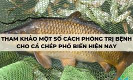 Tham khảo một số cách phòng trị bệnh cho cá chép phổ biến hiện nay