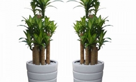 Cách trồng cây phát tài: Hướng dẫn cách chăm sóc cây phát tài trong nhà luôn tươi tốt