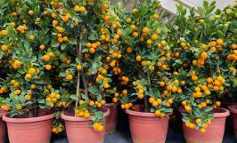 Cách trồng cây quất trong chậu cho trái quanh năm 