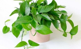 Mách bạn cách trồng cây trầu bà trong nước phát triển nhanh