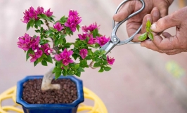 Cách trồng hoa giấy trong chậu hiệu quả để cây phát triển tốt, cho hoa quanh năm