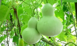 Cây bầu hồ lô: Nguồn gốc, đặc điểm và công dụng