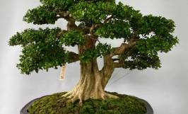 Tổng hợp các loại cây bonsai giá rẻ được yêu thích nhất