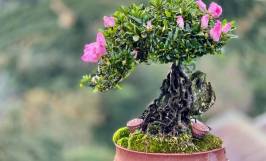 Top 9 cây bonsai mini giá rẻ được nhiều người ưa chuộng