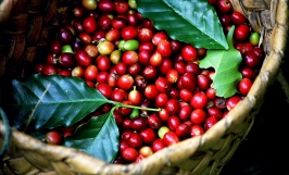 Giá cà phê hôm nay 10/1: Giá robusta đạt mức 2.435 USD/tấn