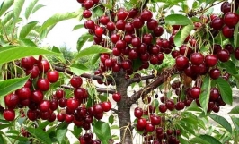 Cây cherry: Nguồn gốc và đặc điểm hình dáng