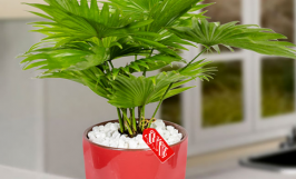 Cây cọ cảnh: Nguồn gốc, đặc điểm, ý nghĩa và công dụng của cây cọ trong đời sống