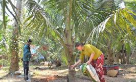 Nhu cầu dinh dưỡng và cách bón phân cho cây dừa lùn
