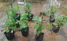 Cây giống hoa thiên lý: Nguồn gốc, đặc điểm thực vật và công dụng