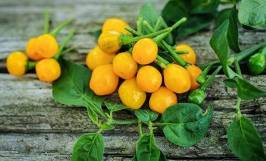 Cây giống ớt charapita: Nguồn gốc, đặc điểm hình dáng và công dụng