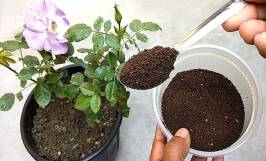 Biện pháp phòng ngừa cây hoa hồng bị úng nước vào mùa mưa