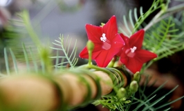 Hoa tóc tiên leo: Nguồn gốc, đặc điểm hình thái và sinh trưởng