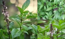 Cây hương nhu có phải là cây húng quế như nhiều người đang lầm tưởng? 