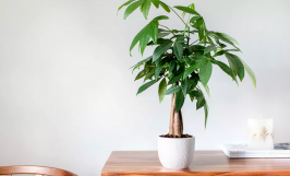 Cây kim ngân: Nguồn gốc, xuất xứ và đặc điểm của cây 