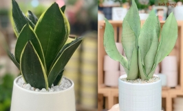 Cây lưỡi hổ: Tất tần tật thông tin cần biết về cây, công dụng của cây trong đời sống