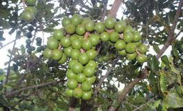 Nhu cầu dinh dưỡng và cách bón phân cho cây macca thời kỳ kiến thiết cơ bản
