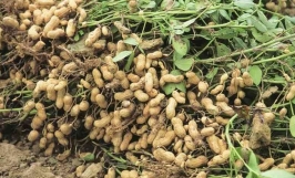 TOP các loại cây nông nghiệp ngắn ngày cho hiệu quả kinh tế cao