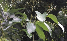 Phòng bệnh tua mực (u bướu) trên cây quế