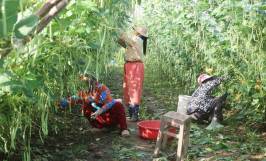 Top 4 cây trồng ngắn ngày siêu lợi nhuận, mang lại hiệu quả kinh tế cao