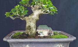 Chậu xi măng bonsai là gì? Công dụng, cấu tạo của chậu xi măng bonsai 