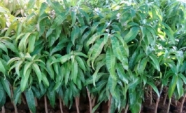 Cây xoài thái: Nguồn gốc, đặc điểm hình dáng, sinh thái của cây